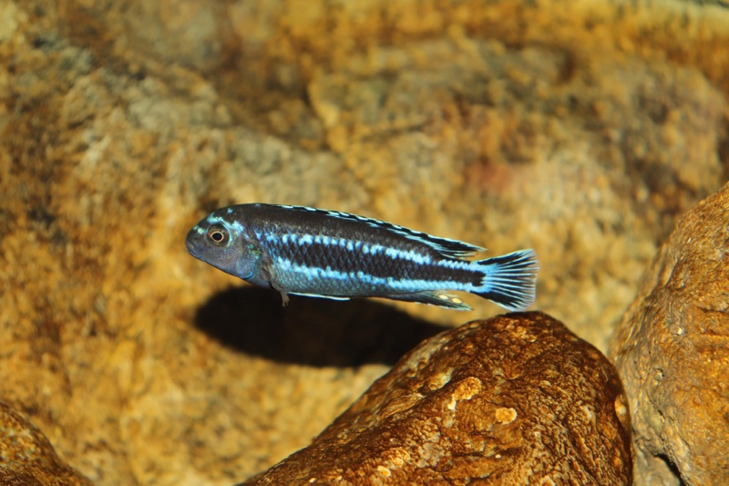 Pseudotropheus johannii 'Gome'